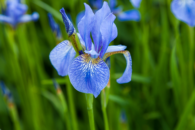 Flowers (26)